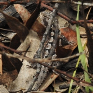 Rankinia diemensis at Tennent, ACT - 3 Jan 2018