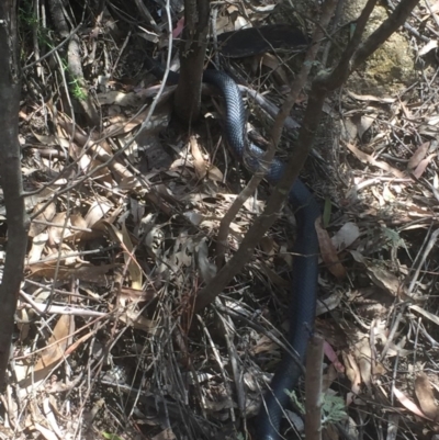 Pseudechis porphyriacus (Red-bellied Black Snake) at Tidbinbilla Nature Reserve - 3 Jan 2018 by Deanoe