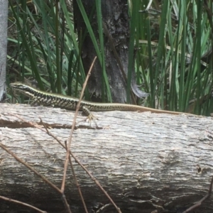 Eulamprus heatwolei at Paddys River, ACT - 3 Jan 2018 12:33 PM