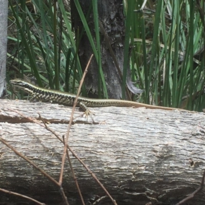 Eulamprus heatwolei (Yellow-bellied Water Skink) at Paddys River, ACT - 3 Jan 2018 by Deanoe