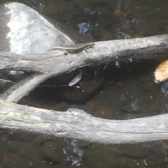 Eulamprus heatwolei at Paddys River, ACT - 3 Jan 2018 12:33 PM