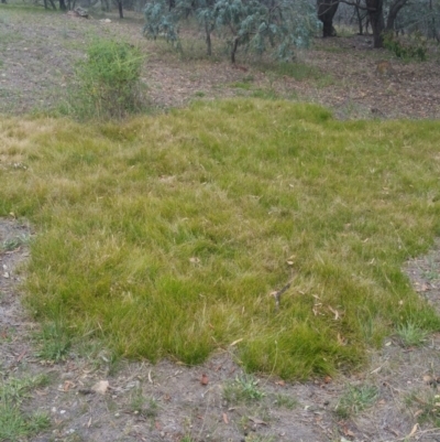 Carex (genus) (A Sedge) at Bruce, ACT - 3 Jan 2018 by michelle.nairn