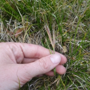 Carex sp. at Bruce, ACT - 3 Jan 2018