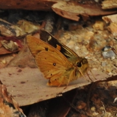 Trapezites eliena (Orange Ochre) at Tennent, ACT - 3 Jan 2018 by JohnBundock