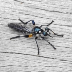 Laphria telecles (A robber-fly) at Paddys River, ACT - 31 Dec 2017 by JohnBundock