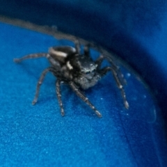 Jotus sp. (genus) (Unidentified Jotus Jumping Spider) at Tidbinbilla Nature Reserve - 9 Dec 2017 by SWishart