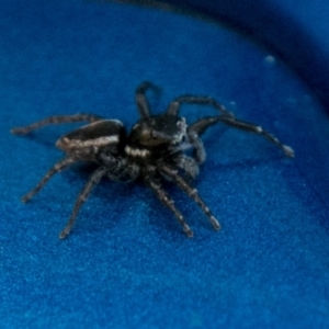 Jotus sp. (genus) at Paddys River, ACT - 9 Dec 2017