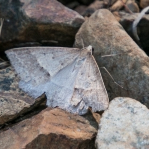 Epidesmia hypenaria at Paddys River, ACT - 9 Dec 2017 04:08 PM