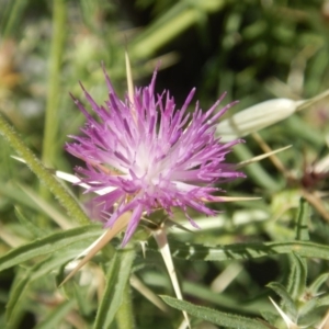 Centaurea calcitrapa at Belconnen, ACT - 5 Jan 2018 11:09 AM