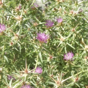 Centaurea calcitrapa at Belconnen, ACT - 5 Jan 2018 11:09 AM