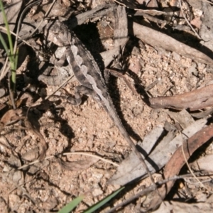 Rankinia diemensis at Paddys River, ACT - 9 Dec 2017 03:25 PM