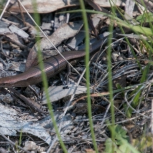 Lampropholis delicata at Paddys River, ACT - 9 Dec 2017