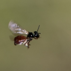 Exoneura sp. (genus) at Paddys River, ACT - 9 Dec 2017 03:20 PM