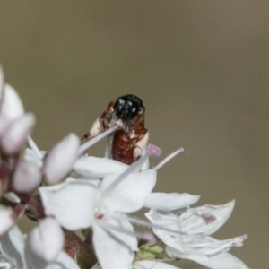 Exoneura sp. (genus) at Paddys River, ACT - 9 Dec 2017 03:20 PM