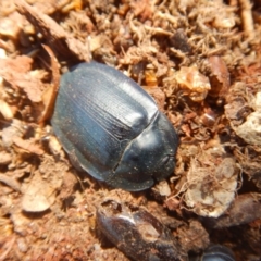 Pterohelaeus piceus (Pie-dish beetle) at Belconnen, ACT - 5 Jan 2018 by MichaelMulvaney