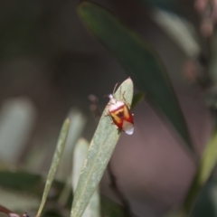 Pentatomidae (family) (Shield or Stink bug) at Tidbinbilla Nature Reserve - 9 Dec 2017 by SWishart