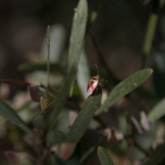 Pentatomidae (family) at Paddys River, ACT - 9 Dec 2017