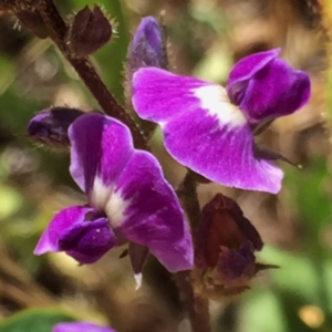 Glycine tabacina at Googong, NSW - 5 Jan 2018 12:12 PM