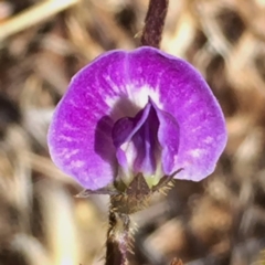 Glycine tabacina at Googong, NSW - 5 Jan 2018 12:12 PM