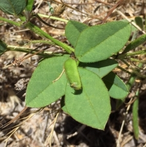 Glycine tabacina at Googong, NSW - 5 Jan 2018 12:12 PM