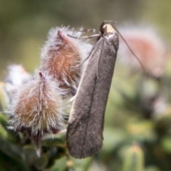 Oecophoridae provisional group 2 at Paddys River, ACT - 9 Dec 2017