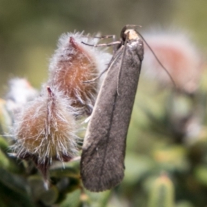 Oecophoridae provisional group 2 at Paddys River, ACT - 9 Dec 2017