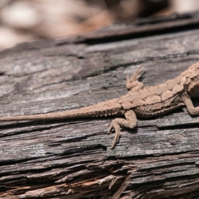 Rankinia diemensis (Mountain Dragon) at Paddys River, ACT - 9 Dec 2017 by SWishart