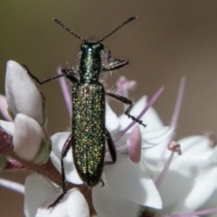 Eleale aspera (Clerid beetle) at Paddys River, ACT - 9 Dec 2017 by SWishart