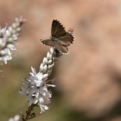 Neolucia agricola (Fringed Heath-blue) at Paddys River, ACT - 9 Dec 2017 by SWishart