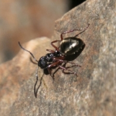 Dolichoderus scabridus (Dolly ant) at Paddys River, ACT - 9 Dec 2017 by SWishart