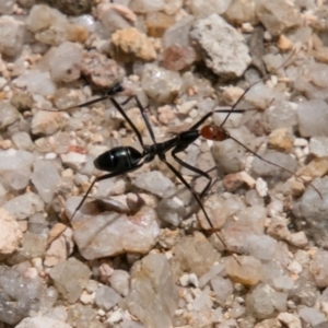 Leptomyrmex erythrocephalus at Paddys River, ACT - 9 Dec 2017