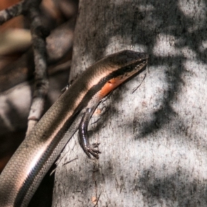 Acritoscincus platynotus at Paddys River, ACT - 30 Dec 2017 01:30 PM