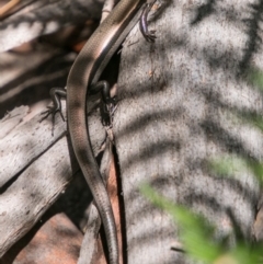 Acritoscincus platynotus at Paddys River, ACT - 30 Dec 2017 01:30 PM