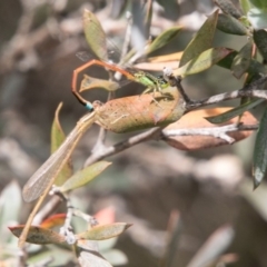 Ischnura aurora (Aurora Bluetail) at Paddys River, ACT - 2 Jan 2018 by SWishart