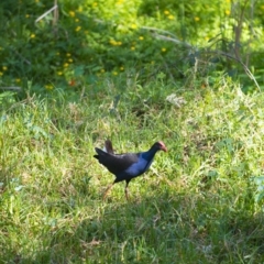 Porphyrio melanotus (Australasian Swamphen) at Millingandi, NSW - 16 Oct 2017 by JulesPhotographer