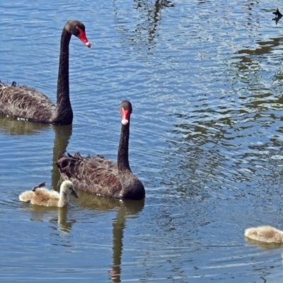 Cygnus atratus (Black Swan) at Jerrabomberra Wetlands - 5 Jan 2018 by RodDeb