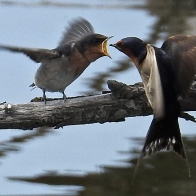 Hirundo neoxena (Welcome Swallow) at Fyshwick, ACT - 5 Jan 2018 by RodDeb