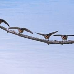 Hirundo neoxena at Fyshwick, ACT - 5 Jan 2018 09:07 AM