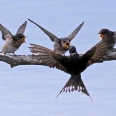 Hirundo neoxena at Fyshwick, ACT - 5 Jan 2018 09:07 AM