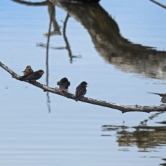 Hirundo neoxena at Fyshwick, ACT - 5 Jan 2018 09:07 AM