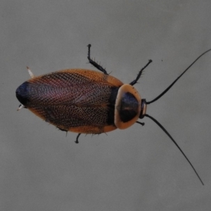 Ellipsidion australe at Wanniassa, ACT - 5 Jan 2018