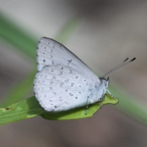 Erina hyacinthina at Paddys River, ACT - 1 Jan 2018 01:01 PM