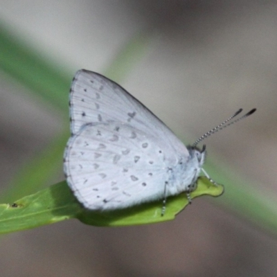 Erina hyacinthina (Varied Dusky-blue) at Paddys River, ACT - 1 Jan 2018 by HarveyPerkins