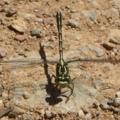 Austrogomphus guerini (Yellow-striped Hunter) at Cotter River, ACT - 3 Jan 2018 by Christine