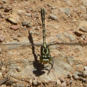 Austrogomphus guerini at Cotter River, ACT - 4 Jan 2018 12:00 AM