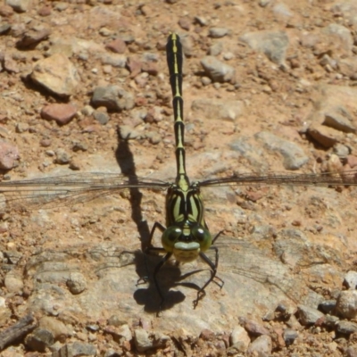 Austrogomphus guerini (Yellow-striped Hunter) at Cotter River, ACT - 4 Jan 2018 by Christine