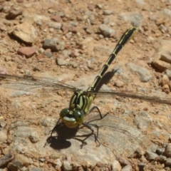 Austrogomphus guerini at Cotter River, ACT - 4 Jan 2018 12:00 AM