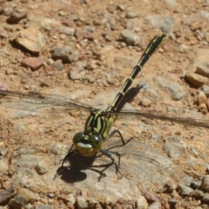 Austrogomphus guerini at Cotter River, ACT - 4 Jan 2018 12:00 AM