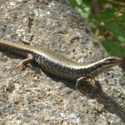 Eulamprus heatwolei (Yellow-bellied Water Skink) at Cotter River, ACT - 3 Jan 2018 by Christine