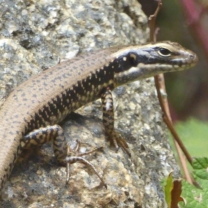 Eulamprus heatwolei at Cotter River, ACT - 4 Jan 2018